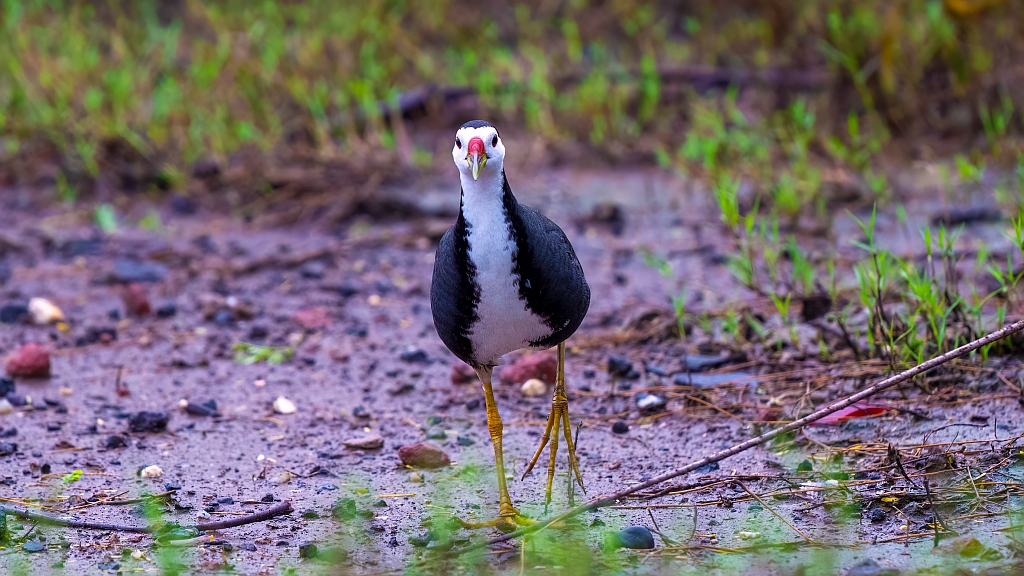White-breasted Waterhen